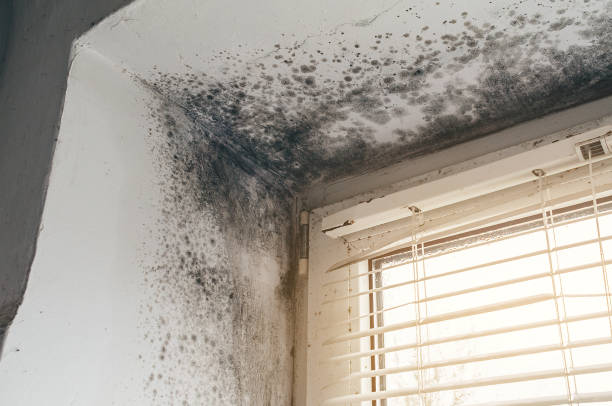 Affordable Mold Cleanup solutions in Mebane, NC